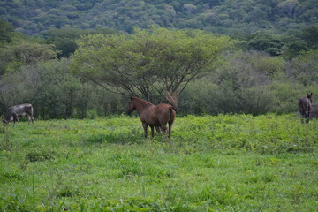 caballo resguardandose
