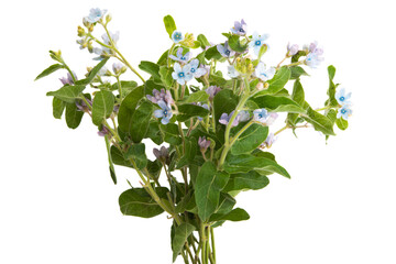 blue oxypetalum flowers isolated