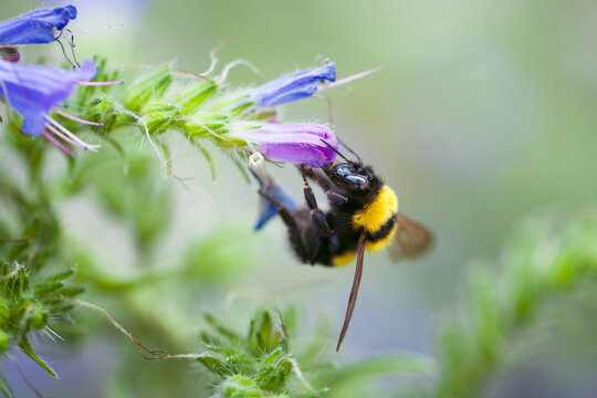 Extreme close-up of bumblebee with its tongue inside flower