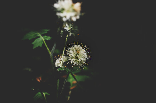 Flower in the Woods