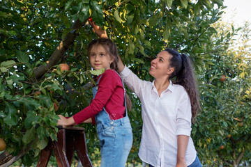 Two sisters picking apples in an orchard