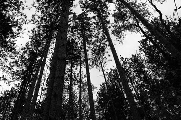 A conifer forest pine in late summer in Michigan black and white
