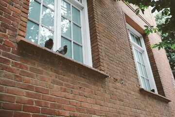 Couple of pigeons sittig on a window sill.