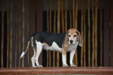 beagle posando