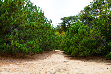 A trail in a pine forest in late summer in Michigan