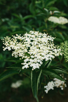 Elder flower