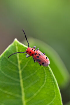 Red Milkweed Beetle Macro on a Milkweed Leaf