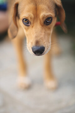 High angle view of dog looking up at the camera with funny face