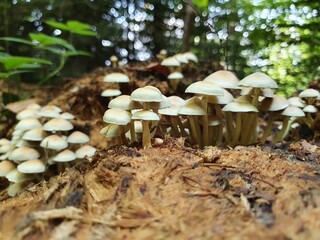 Pilze im Wald bei Baumstrunk auf feuchtem Boden