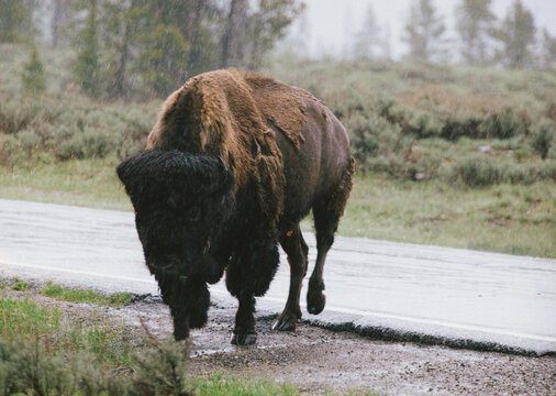 Buffalo Crossing A Road