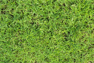 green grass