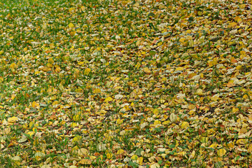 Autumn background: many yellow fallen leaves on the ground in the park and lush green grass.
