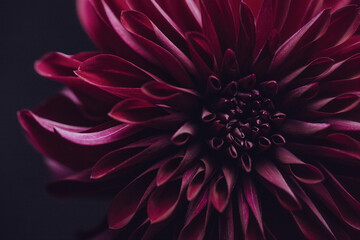 Dahlia