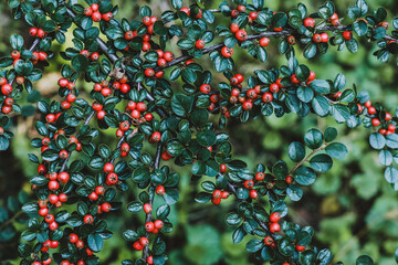 Cotoneaster horizontalis branch with red berries natural background