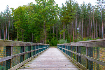 A trail in a conifer forest in late summer in Michigan