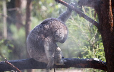 A Rescued Australian Koala (Phascularctos cinereus). being kept cool.