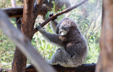 A Rescued Australian Koala (Phascularctos cinereus). being kept cool.