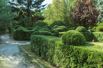 Naklejka premium Curly green trimmed boxwood bushes in the park