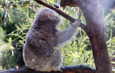 A Rescued Australian Koala (Phascularctos cinereus). being kept cool.