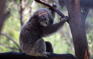 A Rescued Australian Koala (Phascularctos cinereus). being kept cool.