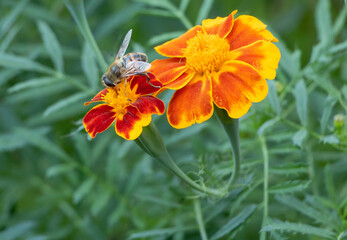 A bee pollinates some marigold flowers. Macro photography