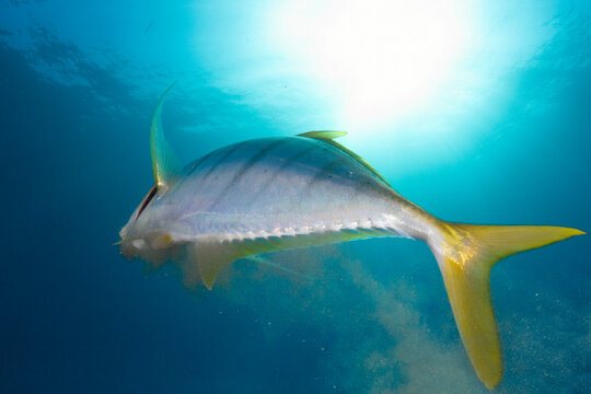 Fish back