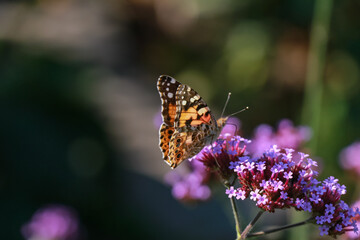 Orange butterfly Small tortoiseshell on purple flower