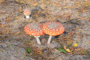 Two fly agaric closeup in forest. Poisonous mushrooms.