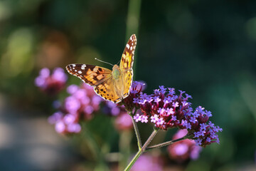 Orange butterfly Small tortoiseshell on purple flower