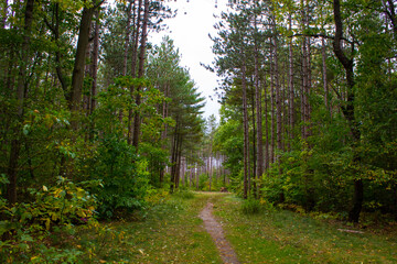 A trail in a conifer forest in late summer in Michigan