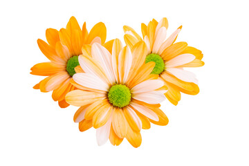 orange chrysanthemum isolated