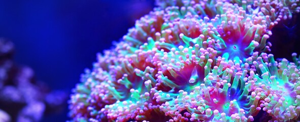 Sea anemones and corals in marine aquarium. Colorful abstract natural pattern, texture, panoramic underwater background. Concept art, graphic resources, macro photography