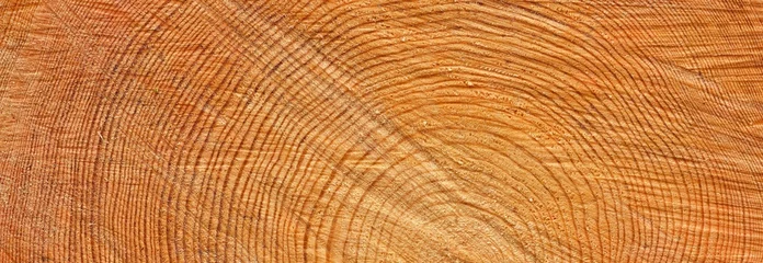  Vers gemaakt brandhout in het bos, close-up. Natuurlijk patroon, textuur, achtergrond, grafische bron. Milieuschade, ecologie, natuur, hout, ontbossing, houtindustrie, alternatieve energie © Aastels