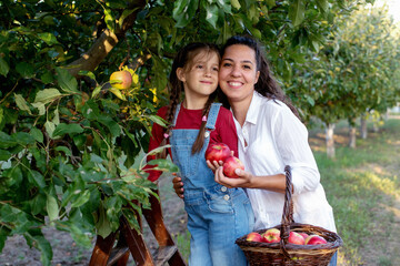 Fototapeta premium Beautiful sisters picking apples in a garden