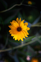 Top view of Heliopsis blossom in autumn
