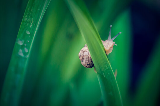 wayward snail