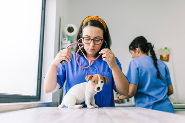 Veterinary listening to a jack russell terrier puppy