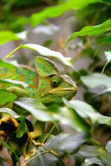 green lizard on a tree