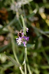 bee on a flower