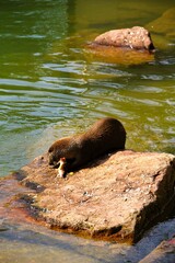 otter eating a fish