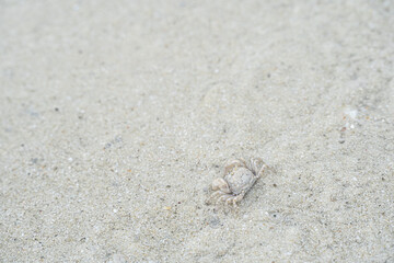 Fototapeta na wymiar ghost crab on the sand at the Samet island seashore.