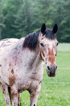 horse in the rain