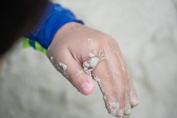 ghost crab in the kid hands on the sand at the Samet island seashore.