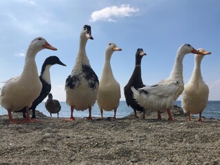 duck 