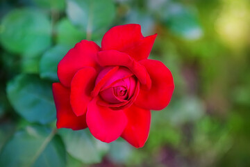 Beautiful red climbing roses in the garden. Selective focus