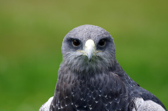 Black-chested buzzard-eagle
