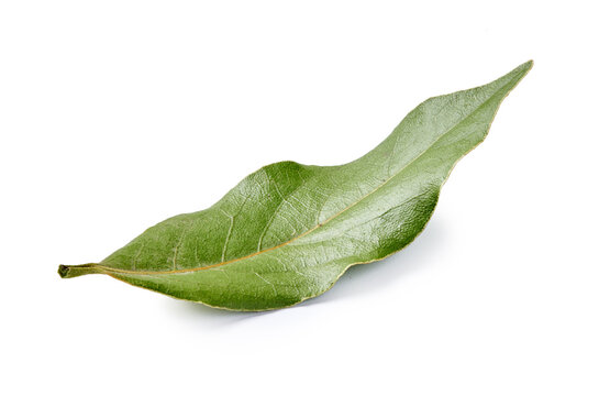 Bay leaf isolated on white background. Macro.