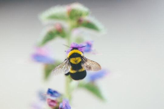 Macro catch of bombus pollinating Echium flower