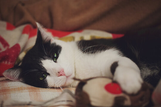 Sleepy cat laying on sofa hugging his stuffed hedgehog toy