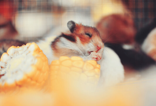 Adorable tiny hamster pet feasting on corn